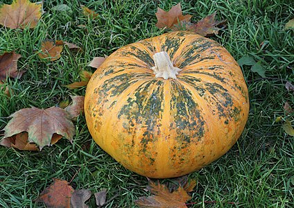 Pumpkin