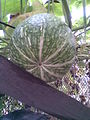 Cucurbitales - Cucurbita ficifolia 1 - 2011.09.02.jpg