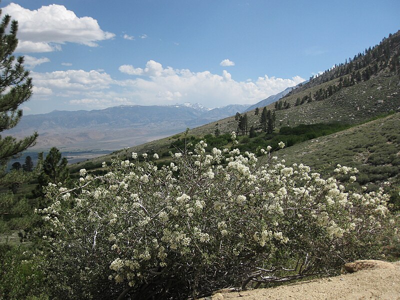 File:Cupleaf ceanothus C greggii bush mountainside.jpg