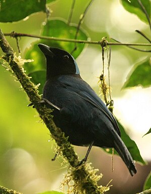 Kosta Rika'da mavi tepeli alakarga (Cyanolyca cucullata)