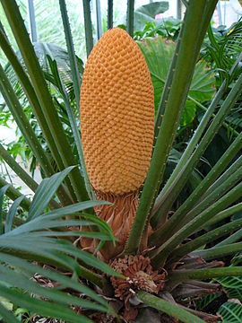 Fibonacci number patterns occur widely in plants such as this queen sago, Cycas circinalis.