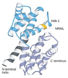 Tertiary structure of human cyclin A (lacking the amino-terminal 170 amino acids), showing the central core of two five-helix bundles, with additional helices at the amino terminus (black) and carboxyl terminus (grey). The yellow region in helix 1 is the MRAIL sequence or hydrophobic patch, which contributes to the recognition of some substrates. (PDB 1fin) Cyclin structure.pdf