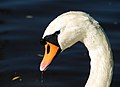   portrait of a Mute swan (Cygnus olor)