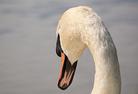 Back of a mute swan's head