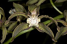 Cymbidium tracyanum7.jpg