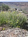 Cymopterus petraeus plant-4-12-05