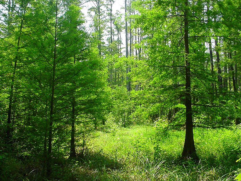 File:Cypress Swamp 6.jpg