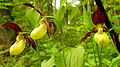 Cypripedium calceolus Lithuania