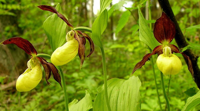 File:Cypripedium calceolus1.JPG