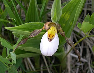 White lady's slipper (Cypripedium candidum)