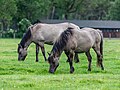 * Nomination Dülmen ponies in the Wildbahn in the Merfelder Bruch (COE-004), Merfeld, Dülmen, North Rhine-Westphalia, Germany --XRay 04:30, 8 June 2023 (UTC) * Promotion Good quality. --Poco a poco 05:21, 8 June 2023 (UTC)