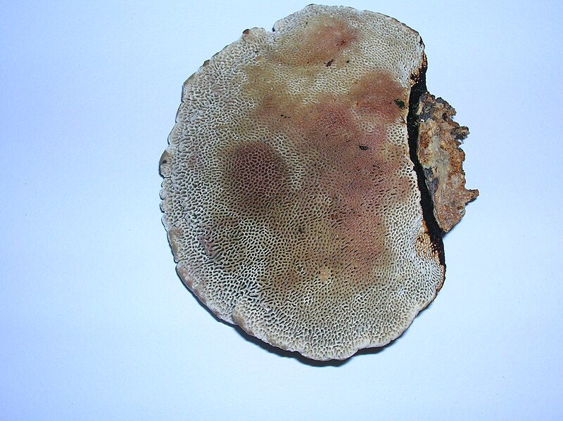 File:Daedaleopsis confragrosa Eglinton.JPG