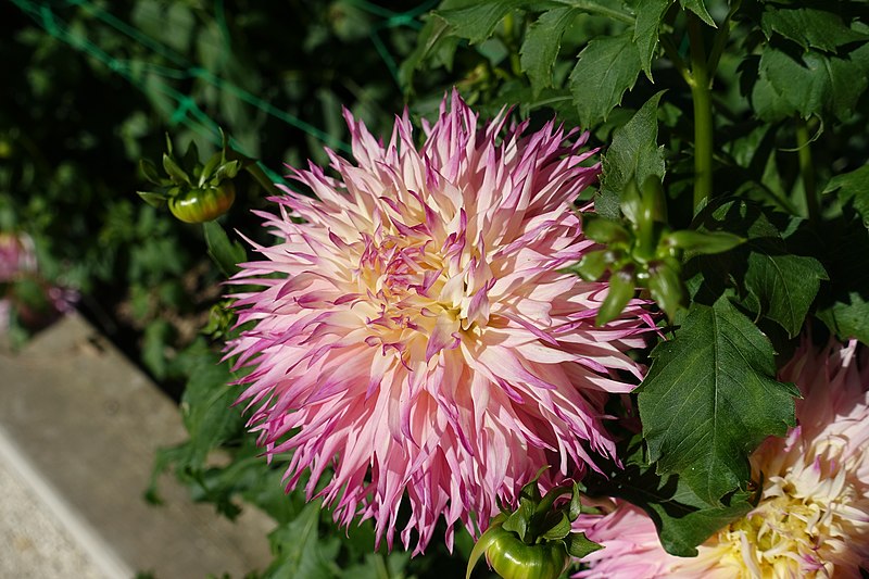 File:Dahlia @ Parc Floral @ Paris (30156996225).jpg