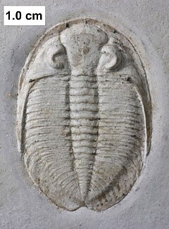 Dalmanitid trilobite.jpg