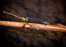 Damselfly Kesia-Siaan (44417040862).jpg