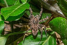 Female found under a log pile in Ohio, USA Dark Fishing Spider (Dolomedes tenebrosus).jpg