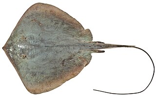 Estuary stingray Species of cartilaginous fish