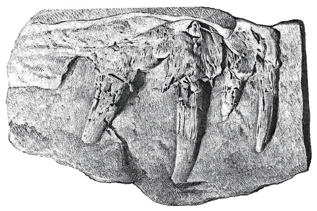 Dasygnathoides