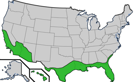 The approximate range of cultivation for Canary Island date palms in the US with little to no winter protection.