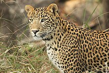 David Raju Leopard0880.jpg