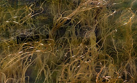 A field of dead man's rope algae in Rixö Marina