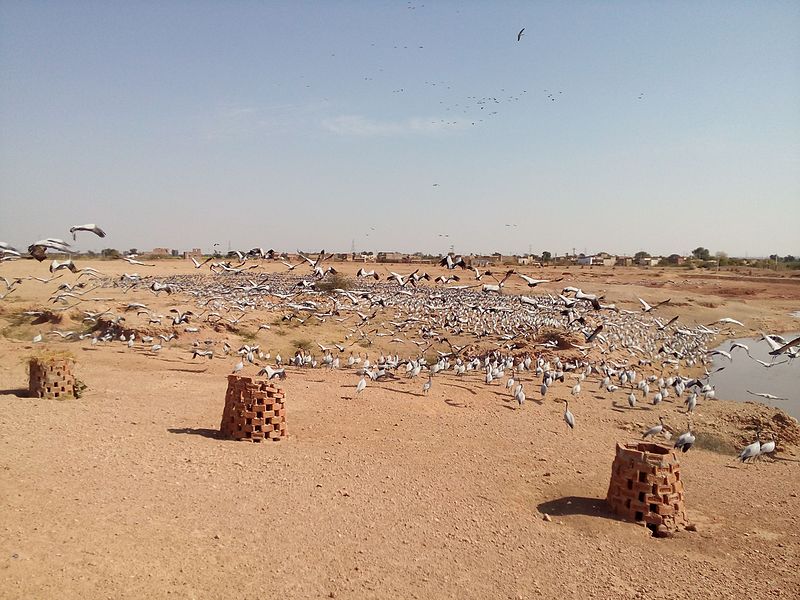 File:Demoiselle Cranes at Khichan (4).jpg