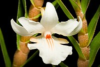 Dendrobium pachyanthum