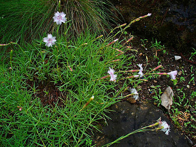 Dianthus monspessulanus ssp. sternbergii