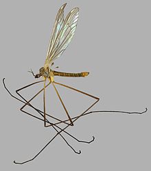 Dicranota claripennis, Trawscoed, Kuzey Galler, Mayıs 2014 3 (16731878144) .jpg