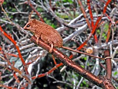 Gracilinanus microtarsus