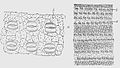 Die Gartenlaube (1892) b 799 1.jpg Flächenschnitt eines Stückchens von der Epidermis einer Föhrennadel