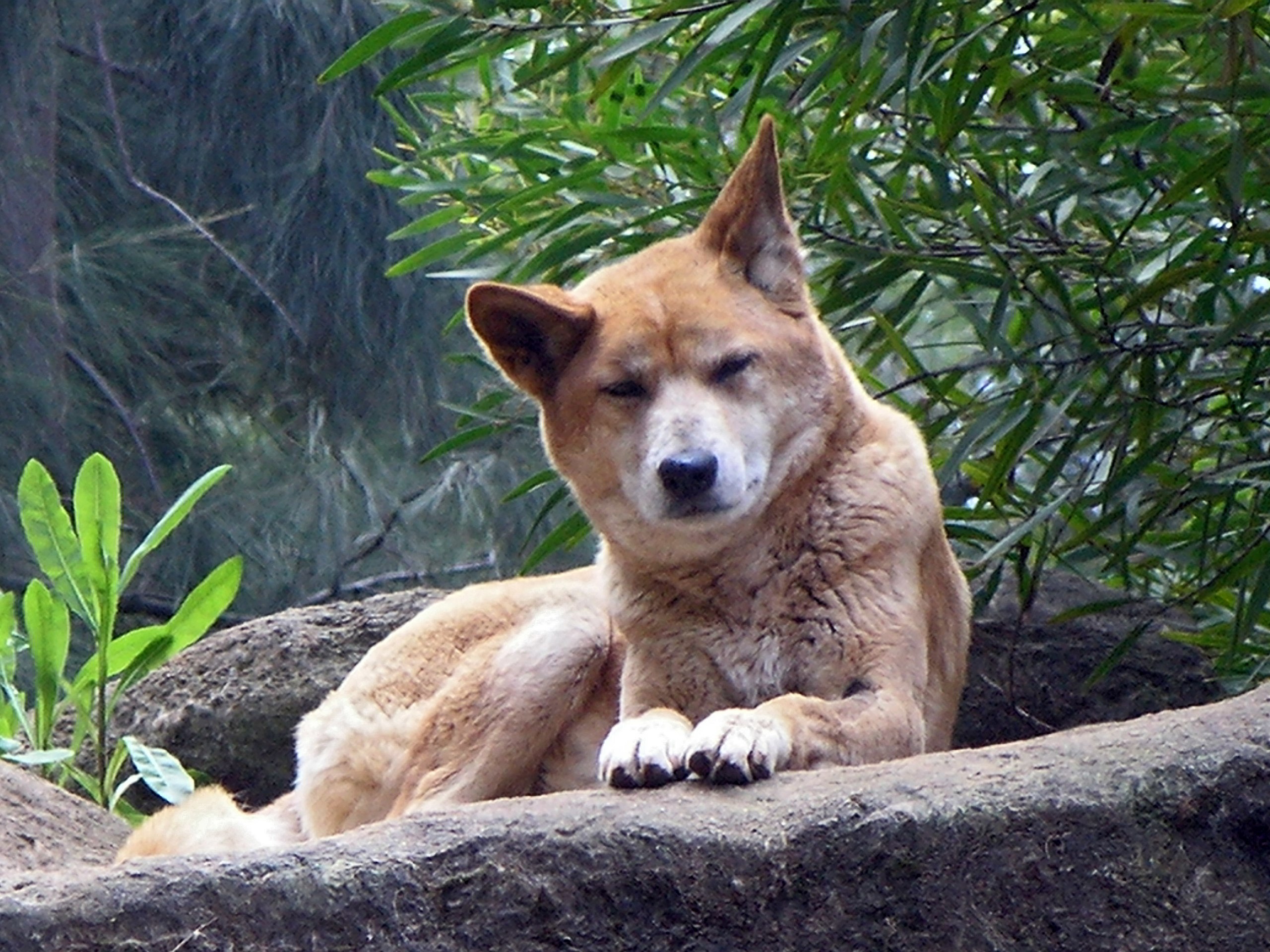 Dingo - Wikipedia