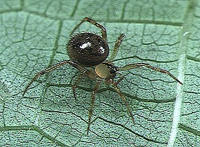 A kép leírása Dipoena.mustelina.female .-. Tanikawa.jpg.