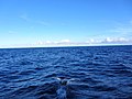 Dolphin Splashing Within the Caribbean (6550052069).jpg