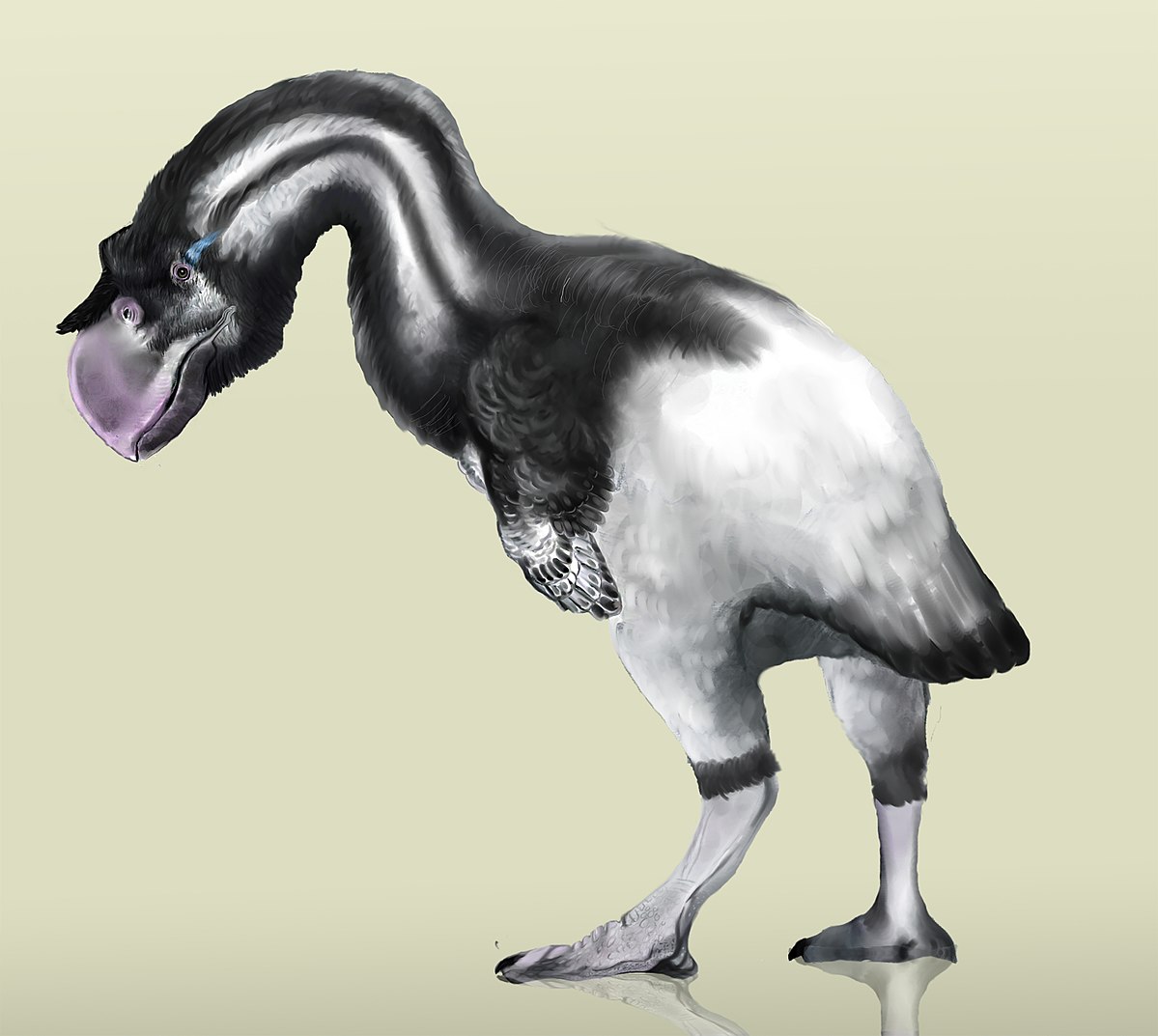 Dromornis stirtoni.jpg