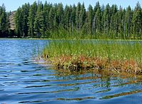 D. anglica growing on a quaking bog in the Wallowa Mountains of Oregon Drosera anglica habitat.JPG