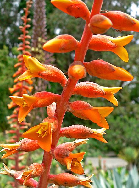 File:Dyckia platyphylla 4.jpg