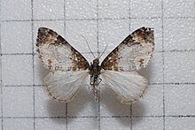 Disstroma cinereata.jpg