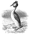 Миниатюра для Файл:EB1911 - Great Crested Grebe.jpg