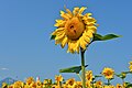* Nomination Sunflower, Eberndorf, Carinthia, Austria --Johann Jaritz 02:19, 2 October 2015 (UTC) * Promotion Nice!--Famberhorst 04:32, 2 October 2015 (UTC)