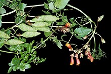 Eccremocarpus scaber2.jpg