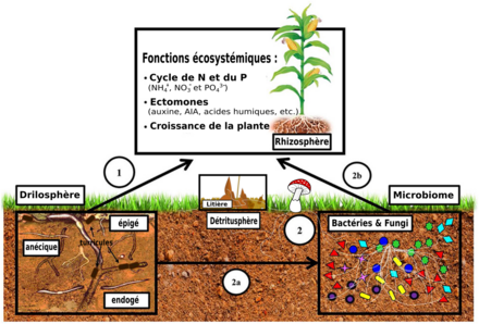 Effets directs (1) et indirects (2) de la drilosphère sur les sols et leurs fonctions écosystémiques.
