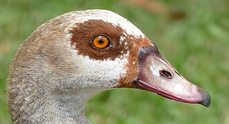 Egyptian Goose (Alopochen aegyptiaca) portrait, Durban (46515052011).jpg