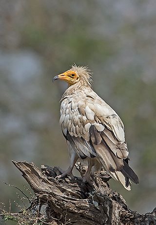 <span class="mw-page-title-main">Egyptian vulture</span> Species of Old World vultures of the genus Neophron
