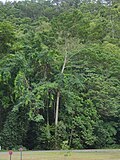 Thumbnail for Elaeocarpus grandis