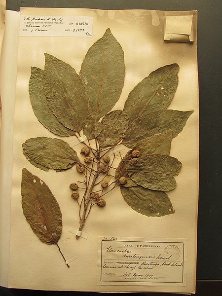 File:Elaeocarpus rarotongensis Hemsl. (AM AK64374-5).jpg