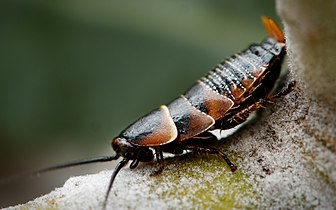 Ellipsidion australe at Kings Park, Perth, WA, AU.jpg