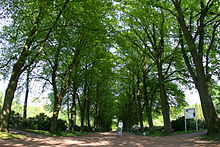 Blick auf die Hauptallee des Friedhofes Tholenswehr