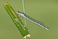 Enallagma cyathigerum, ♀ immature, androchrome