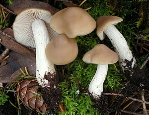 White-stemmed rötling (Entoloma lividoalbum)